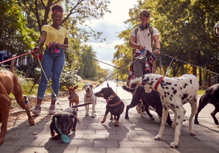 dog walking