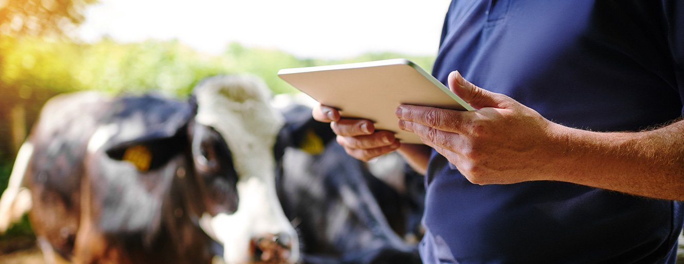 Farmer with cows while using a smart tablet